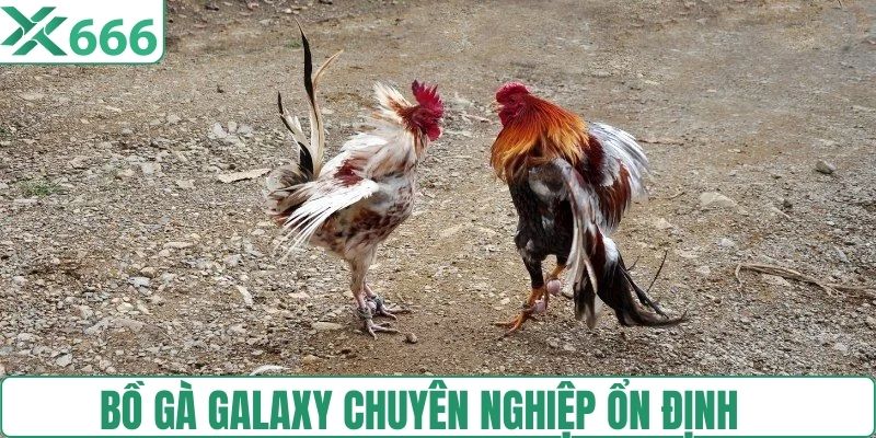 Bồ gà Galaxy chuyên nghiệp ổn định