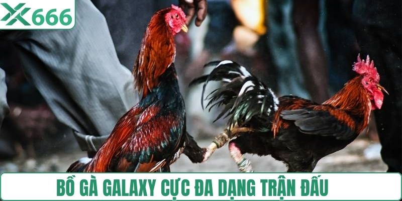 Bồ gà tại galaxy cực đa dạng