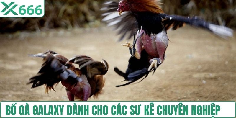 Bồ gà tại Galaxy dành cho các sư kê chuyên nghiệp