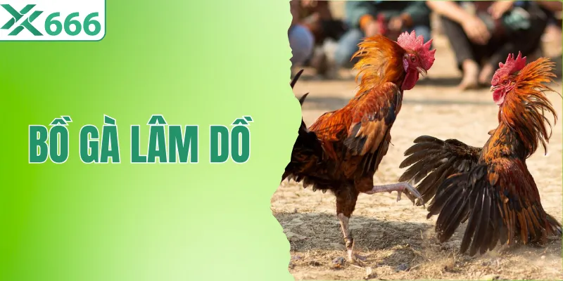 Trải Nghiệm Kịch Tính, Hấp Dẫn Cùng Bồ Gà Lâm Dồ Tại TX666