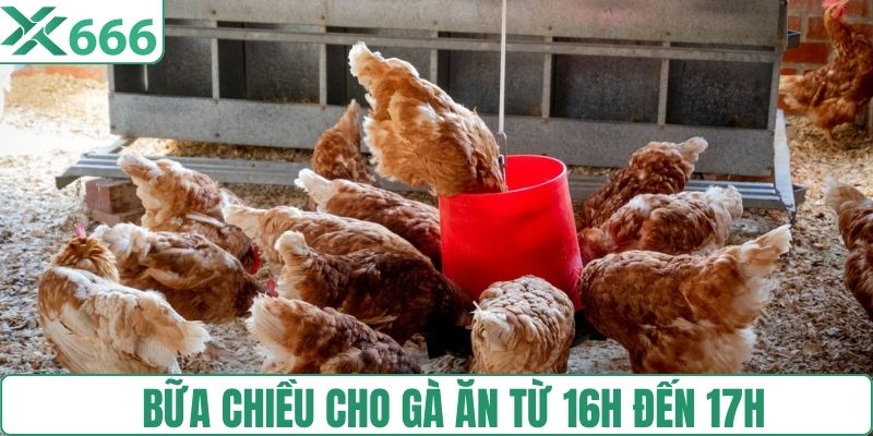 Bữa chiều cho gà ăn từ 16h đến 17h