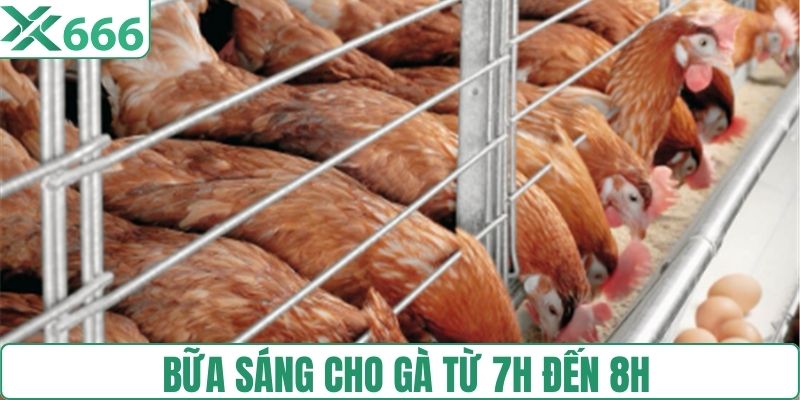 Bữa sáng cho gà từ 7h đến 8h