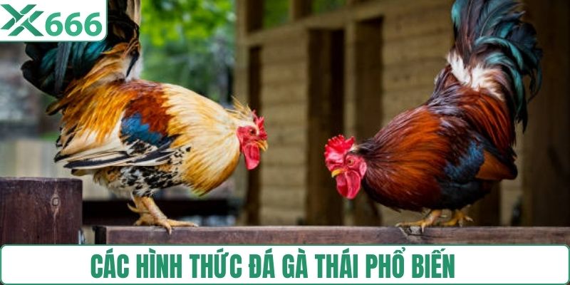 Cách nhận biết gà có lợi thế