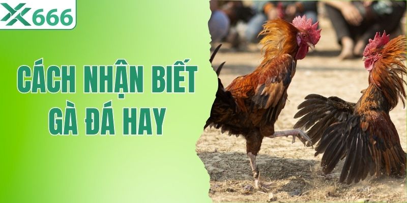 Cách Nhận Biết Gà Đá Hay - Cẩm Nang Chọn Thần Kê Chuẩn