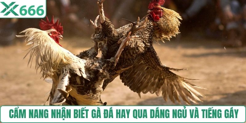 Cẩm nang nhận biết gà đá hay qua dáng ngủ và tiếng gáy