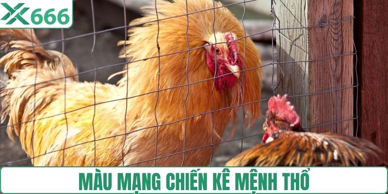 Chiến kê mệnh thổ lông màu cát