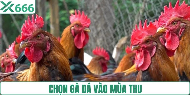 Chọn gà đá vào mùa Thu