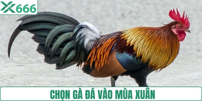 Chọn gà đá vào mùa Xuân