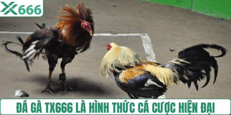 Đá gà TX666 là hình thức cá cược hiện đại