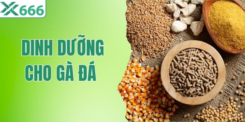 Chế Độ Dinh Dưỡng Cho Gà Đá - Bí Kíp Nuôi Chiến Kê Khỏe Mạnh