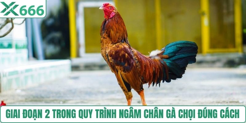 Giai đoạn 2 trong quy trình ngâm chân gà chọi đúng cách