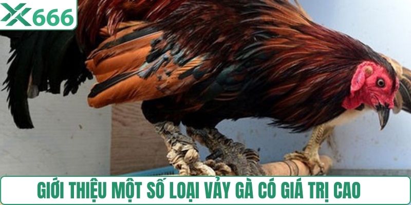 Giới thiệu một số loại vảy gà có giá trị cao