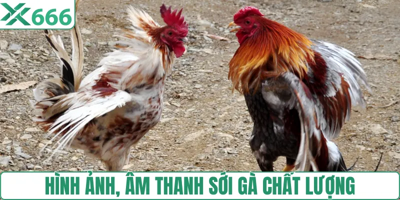 Hình ảnh và âm thanh sới gà sống động