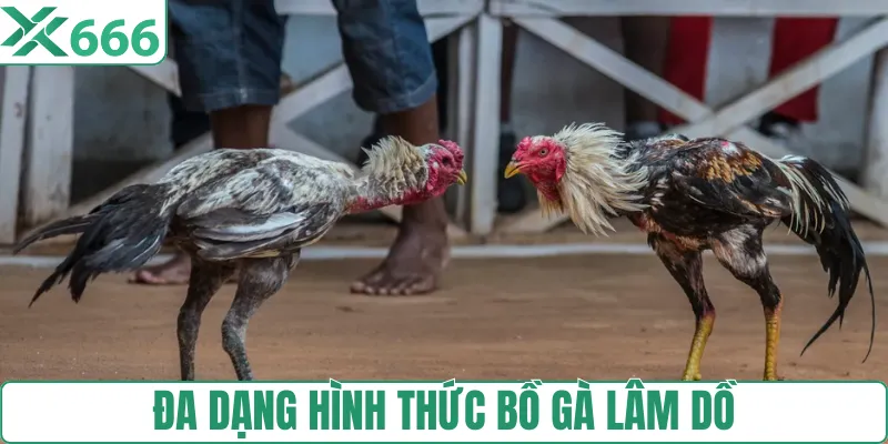 Hình thức thi đấu sới gà Lâm Dồ tại TX666