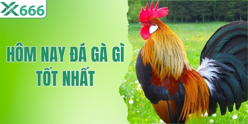Hôm Nay Đá Gà Gì Tốt Nhất? Bí Quyết Xem Màu Mạng Cực Chuẩn