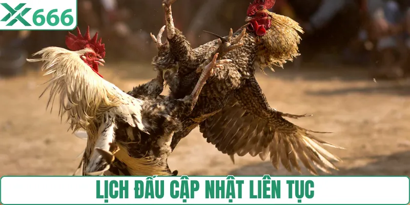Lịch thi đấu bồ gà Lâm Dồ cập nhật liên tục