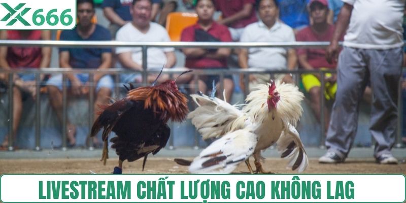 Đá gà trực tiếp livestream chất lượng cao