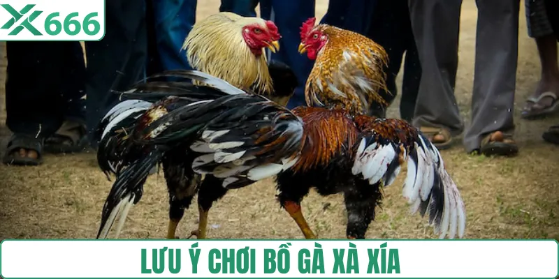 Lưu ý cơ bản khi chơi đá gà Xà Xía