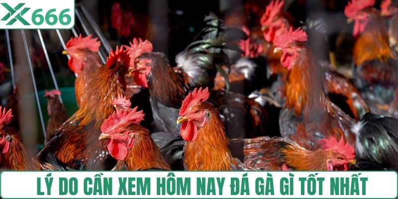 Lý do cần xem hôm nay đá gà gì tốt nhất