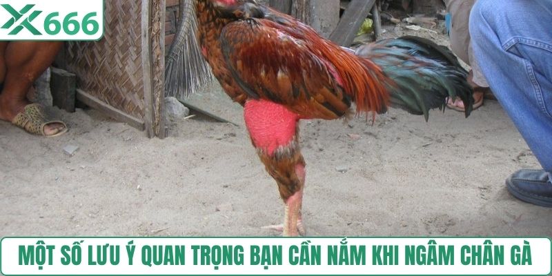 Một số lưu ý quan trọng bạn cần nắm khi ngâm chân gà