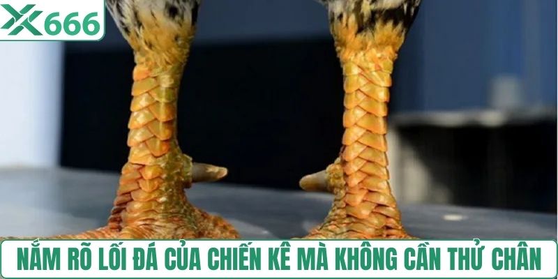 Nắm rõ lối đá của chiến kê mà không cần thử chân