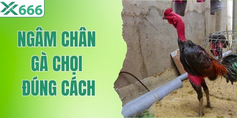 Ngâm Chân Gà Chọi Đúng Cách - Bí Quyết Giúp Chân Gà Cứng