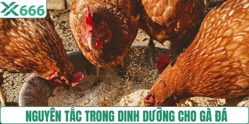 Nguyên tắc trong dinh dưỡng cho gà đá