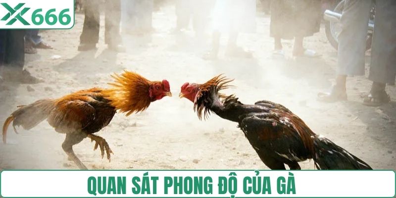 Quan sát thường xuyên phong độ thi đấu chiến kê