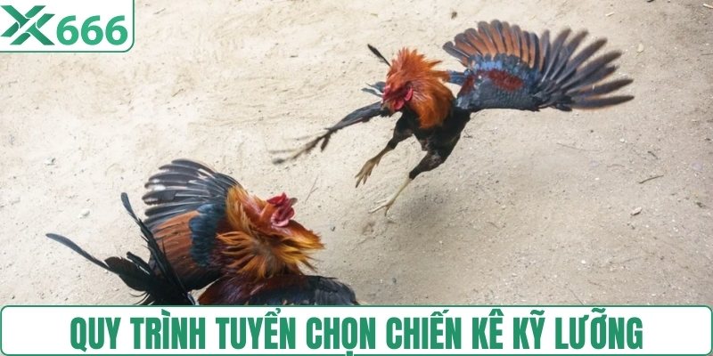 Quy trình tuyển chọn chiến kê kỹ lưỡng