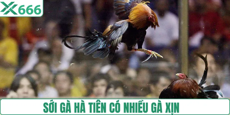 Quy tụ nhiều giống gà xịn tại bồ gà Hà Tiên