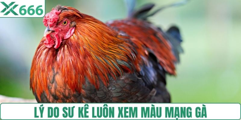 Sư kê luôn xem màu mạng khi chọn gà