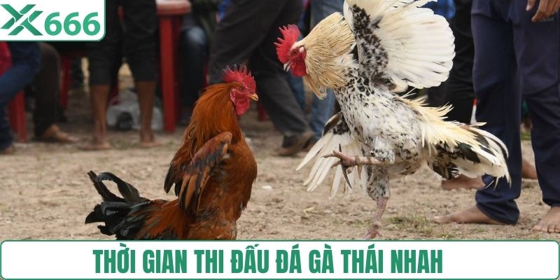 Thời gian thi đấu đá gà của thái nhanh
