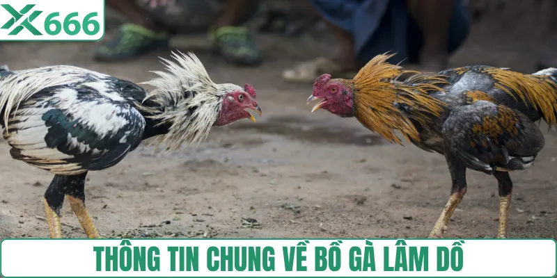 Thông tin chung về bồ gà Lâm Dồ