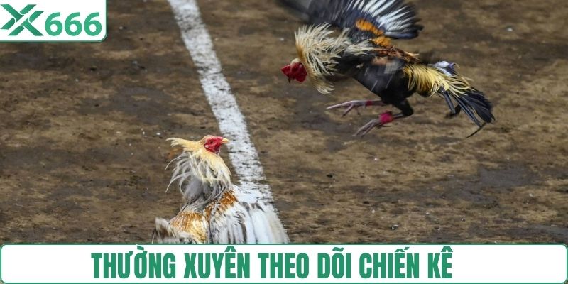 Quan sát thường xuyên các chiến kê