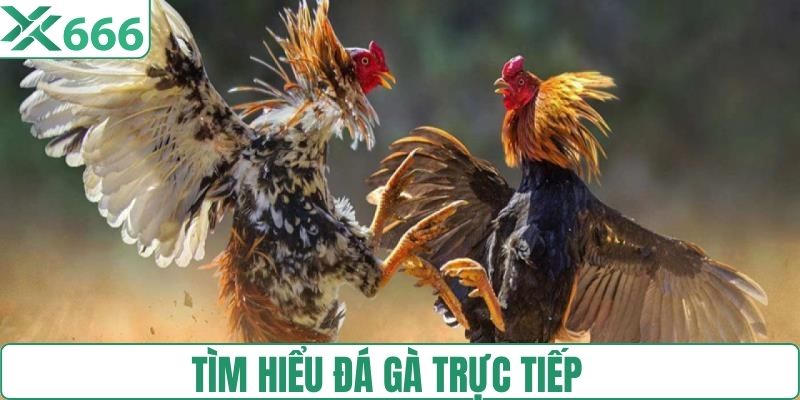 Tìm hiểu đá gà trực tiếp