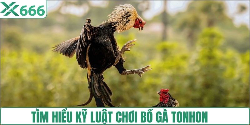 Tìm hiểu thật kỹ luật chơi bồ gà tại Tonhon