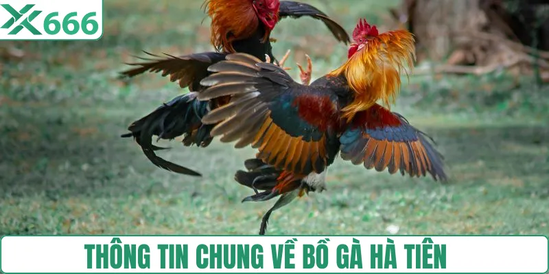 Tìm hiểu tổng quan về bồ gà Hà Tiên